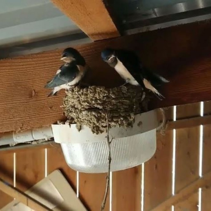 Những Dấu Hiệu Phong Thủy Tốt Trong Nhà Cho Tài Lộc Và May Mắn