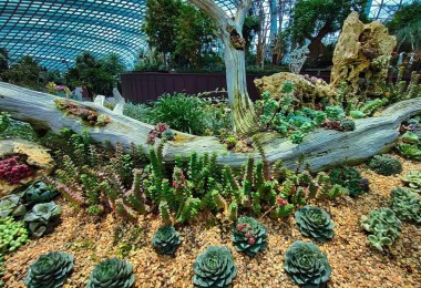 Tuổi Mẹo: Điểm mạnh, điểm yếu và những nghề nghiệp phù hợp
